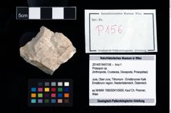 Foto (Objekt + Etikett) von Prosopon sp.  (NHMW-GEO-2014-0194-0156)